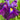Iris ensata "Eileens Dream" - Marginal Pond Plants - BP055