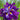 Iris ensata "Eileens Dream" - Marginal Pond Plants - BP055