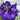 Iris ensata 'Electric Rays' - Marginal Pond Plants - BP056