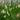 Eleocharis palustris (Common spike-rush) - Marginal Pond Plants - MBP034
