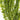 elodea densa Pond Plants Oxygenating Plant 5 Strands Ceramic