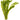 Elodea Densa - 5 x Oxygenating Weed - Tropical Water Live Aquarium Plants