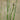 Equisetum hyemale (Dutch rush) - Marginal Pond Plants - MP035