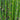 Equisetum hyemale (Dutch rush) - Marginal Pond Plants - MP035