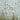 Eriophorum angustifolium (Cotton grass)  - MBP035 Packs