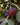 Brown Turkey Fig