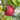 Pot Luck PEACH/NECTRINE