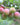 Flavour King Pluots Cherry Plum