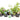 Lincolnshire Pond Plants Frog Marginal 8 Pack Potted - FF802