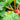 Fultons Strawberry Surprise Rhubarb