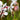Gaura 'Whirling Butterflies' 9cm/2L