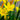 Zephyranthes grandiflora Yellow - Marginal Pond Plants - MP125A