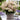 Hydrangea paniculata Switch 'Polestar' 'Ophelia' 9cm / 3L