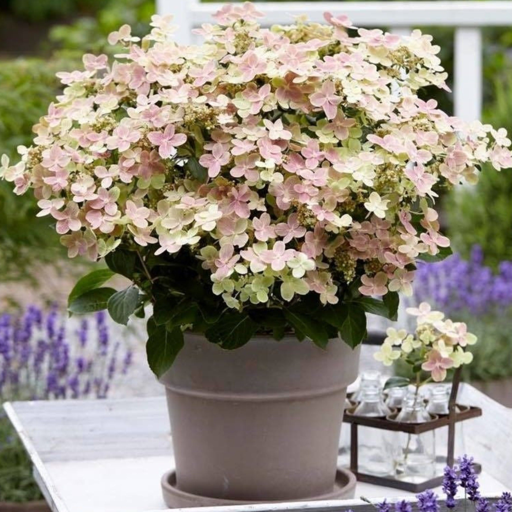 Hydrangea Switch Hydrangea paniculata Switch 'Polestar' 'Ophelia' 9cm / 3L – Lincspplants
