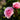 Rose Pretty Polly | Patio Rose | 4L Potted Rose (PRE ORDER DECEMBER '25)