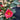 Camellia on frame 'Cereixa de tollo' 5L (100cm)