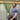 Panicum virigatum Blue Fountain 1m