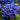Hydrangea macrophylla 'Blue Ball' 9cm-5L