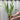 Crocosmia x crocosmiiflora 'Lucifer' 9cm/2L