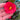 Camellia x Wiliamsi (Hybrid Camellia) 50-60cm
