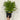 Coreopsis - Uptick Yellow and Red 3L