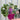 Lavatera 'Burgundy Wine' 9cm / 2L / 3L