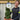 Buxus Spiral | Buxus sempervirens Topiary (70-80cm)