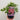 Aquilegia earlybird - Red/White 2L