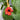 Thunbergia alata Black Eyed Susie (Red)