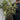 Olive Bush | Olea Europeana (3 Sizes Available) 50-110cm