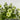 Saxifraga x Arendsii 'Early Lime' 1.5L