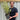 Olive Bush | Olea Europeana (3 Sizes Available) 50-110cm
