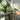 Calathea whitestar 50cm