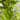 Ligustrum aureum ovalifolium - variegated golden privet Hedging (10 Plants)