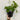 Delphinium elatum Guardian Blue 3L