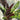 Calathea lancifolia 50cm