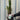 Ligustrum ovalifolium 5L (Privet Hedging)
