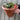 Plant Your Own - Strawberry Basket/Container