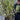 Olive Bush | Olea Europeana (3 Sizes Available) 50-110cm