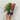 Papaver 'Beauty of Livermere' (Poppy) 9cm/2L/3L