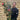 Camellia 'Orandako' 1L / 5L (100cm)