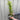 Ligustrum aureum ovalifolium - variegated golden privet Hedging (10 Plants)