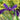 Iris louisiana ‘Marie Gallais’ - Marginal Pond Plants - MP055