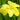 Iris Louisiana 'Laura Louise' - Packs