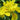 Iris Pseudacorus 'Flora Plena' - Packs
