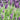 Lavender Stoechas - Javelin Deep Purple 9cm/1.5L/2L
