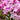Syringa 'Josee' (Reblooming Lilac) 4L