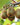Issai Kiwi