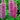 Lupin Gallery Rose 2L