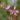 Lychnis-flos-cuculi - Packs